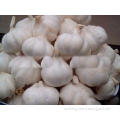 New Crop Fresh Pure White Garlic 5cm 5.5cm for Southeast As